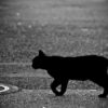 黒猫が横切るのは幸運の象徴？それとも不吉？